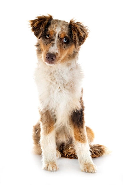 Miniature American Shepherd