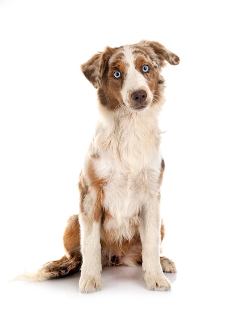 miniature american shepherd