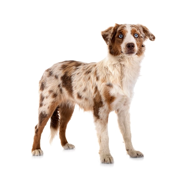 Miniature American Shepherd