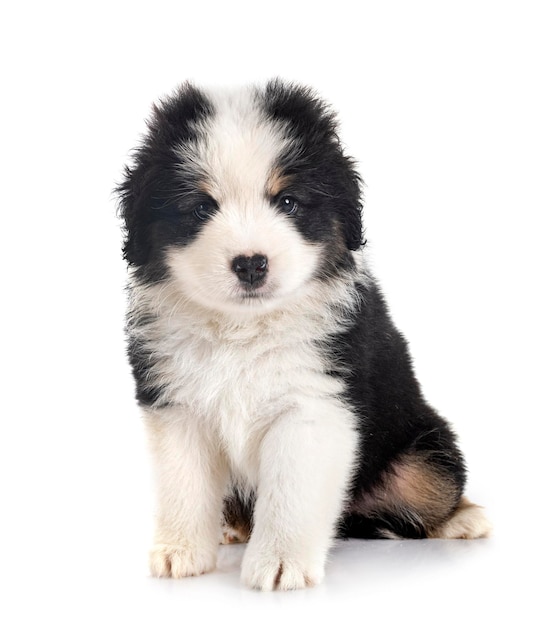 Miniature American Shepherd