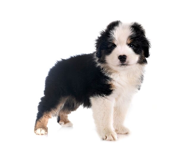 Miniature American Shepherd