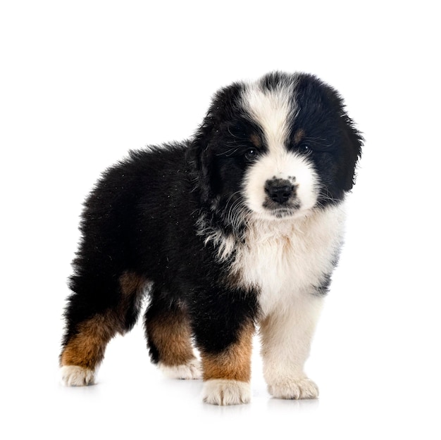 Miniature American Shepherd