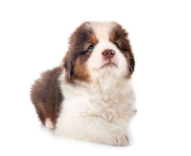 Miniature American Shepherd