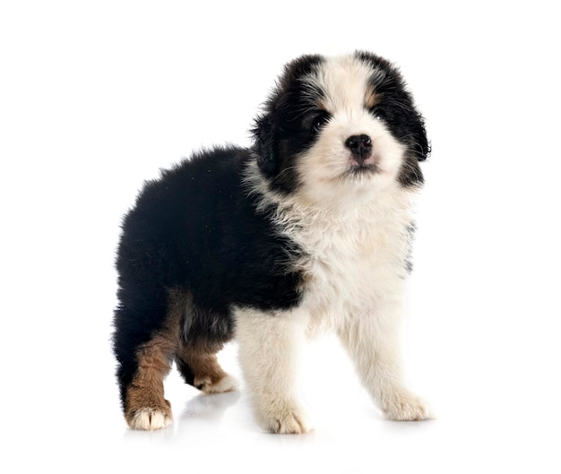 Miniature American Shepherd