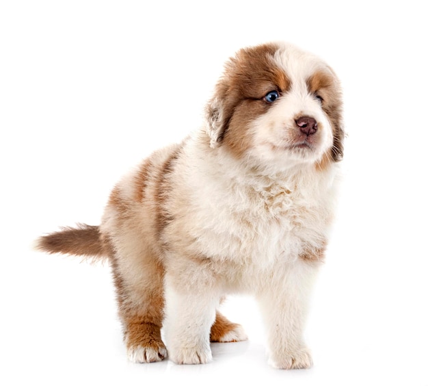 Miniature American Shepherd