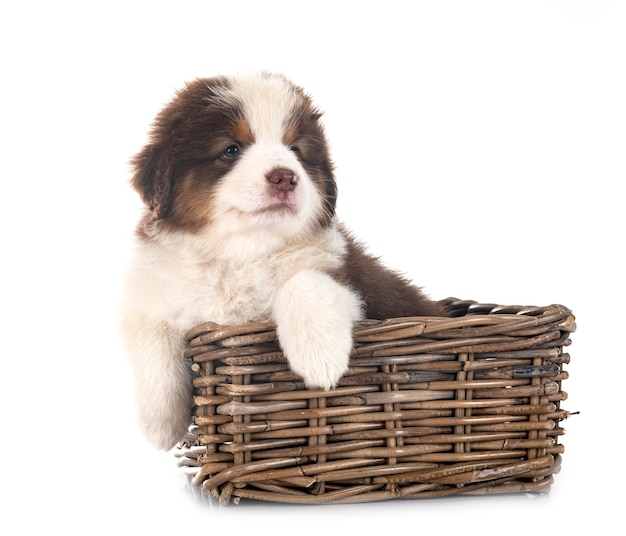 Miniature American Shepherd