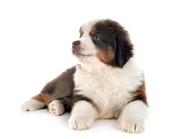 Miniature American Shepherd