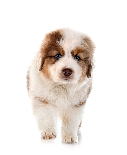 Miniature American Shepherd