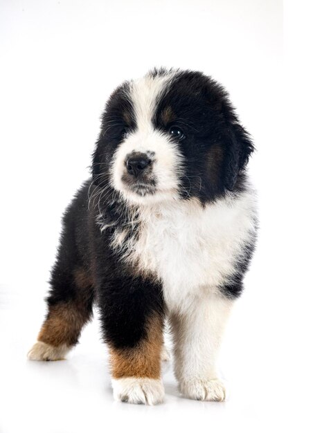 Miniature American Shepherd