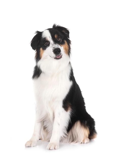 Miniature American Shepherd