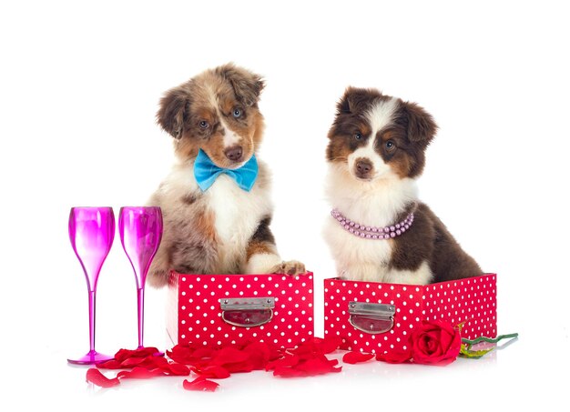 Photo miniature american shepherds in front of white background