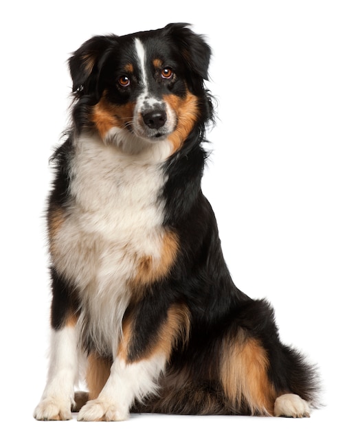 Miniature Australian Shepherd, 2 years old, sitting