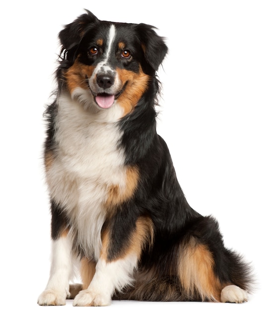 Miniature Australian Shepherd, 2 years old, sitting