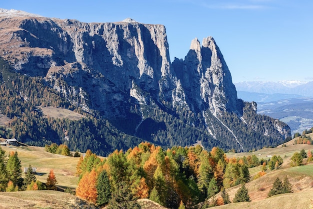 Miniature autumn forest on the plateau Seiser Alm on the background of Punta Euringer mountain