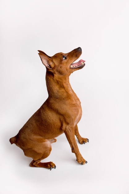 Miniature black and brown pinscher lies on white background isolated . High quality photo