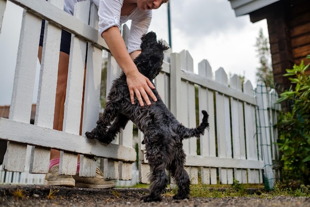 Miniature black schnauzer meet his owner near white fence