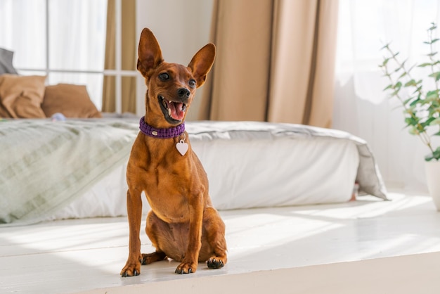 Miniature brown pinscher stands against the background of a bed and a window