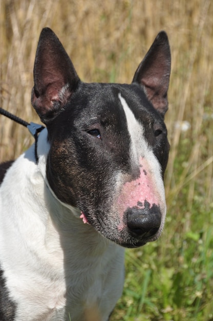 Miniature Bull Terrier Dog on nature