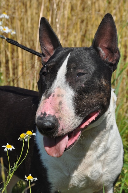 Miniature Bull Terrier Dog on nature