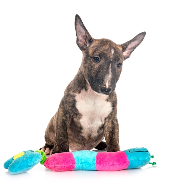 Miniature Bull Terrier in front of white background