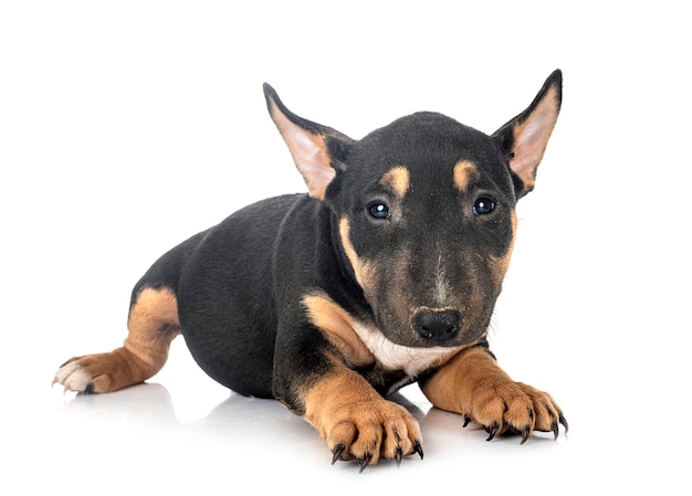 Miniature Bull Terrier in front of white space