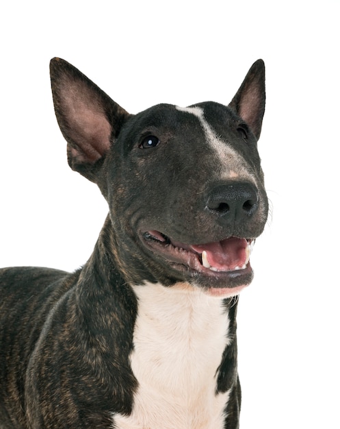 Photo miniature bull terrier