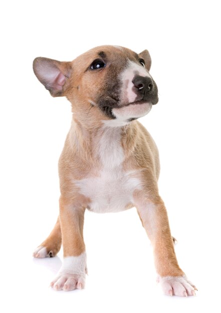 miniature bull terrier