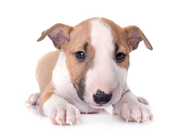 miniature bull terrier