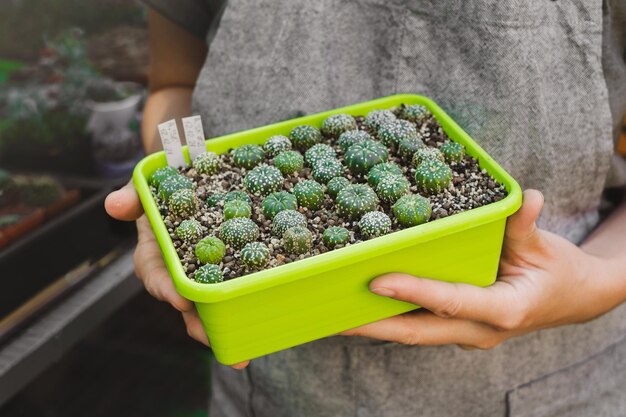Foto nursery di cactus in miniatura