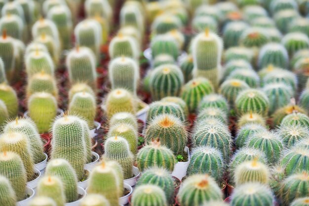 Il vaso in miniatura del cactus decora nel giardino - vari tipi di mercato di cactus o fattoria di cactus