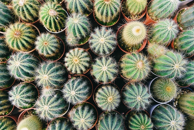 Miniature cactus pot decorate in the garden