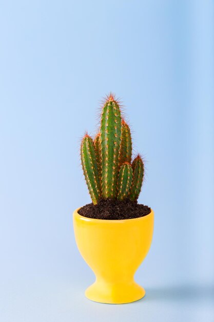 Photo miniature cactus in a pot