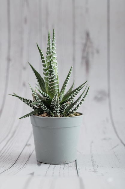 Miniature cerophyllous plant on light wood background