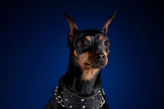 Miniature doberman face with blue background