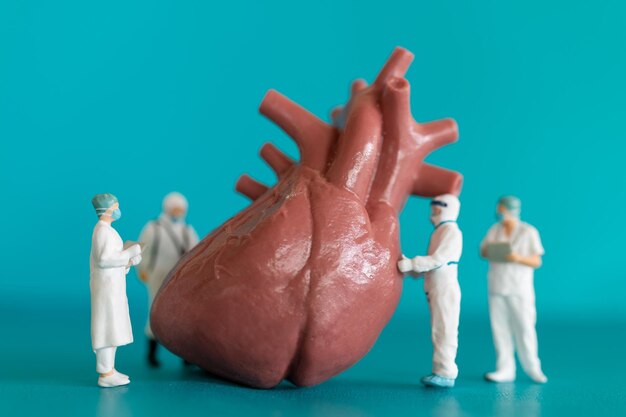 Фото Миниатюрный врач и медсестра наблюдают и обсуждают человеческое сердце