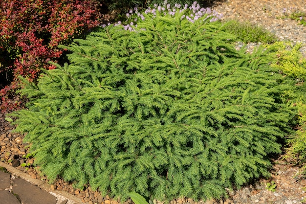 A miniature dwarf fir tree in the coniferous garden