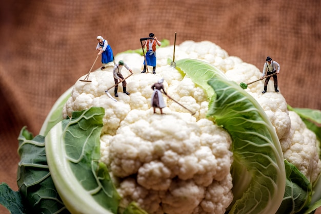 Miniature farmers and Cauliflower head.