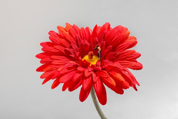 Miniature gardener watering flowers