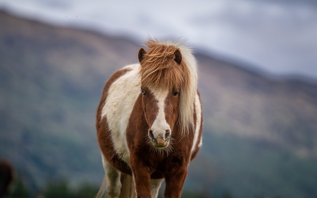 Cavallo in miniatura in pascolo verde