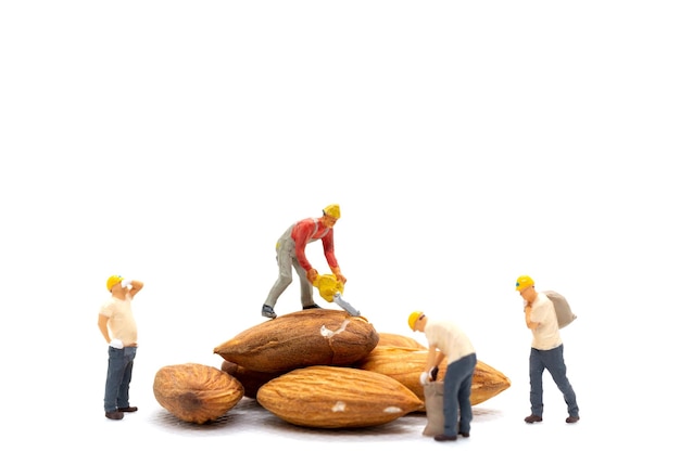 Miniature people worker team with almond seeds