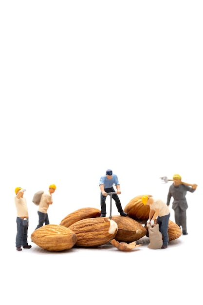 Miniature people worker team with almond seeds