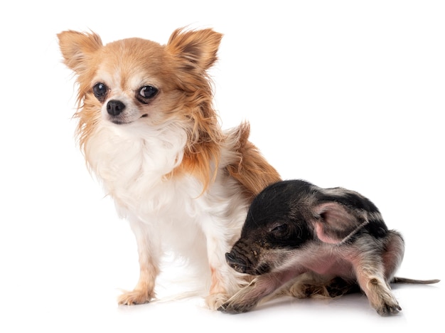 Maiale in miniatura e chihuahua davanti a sfondo bianco