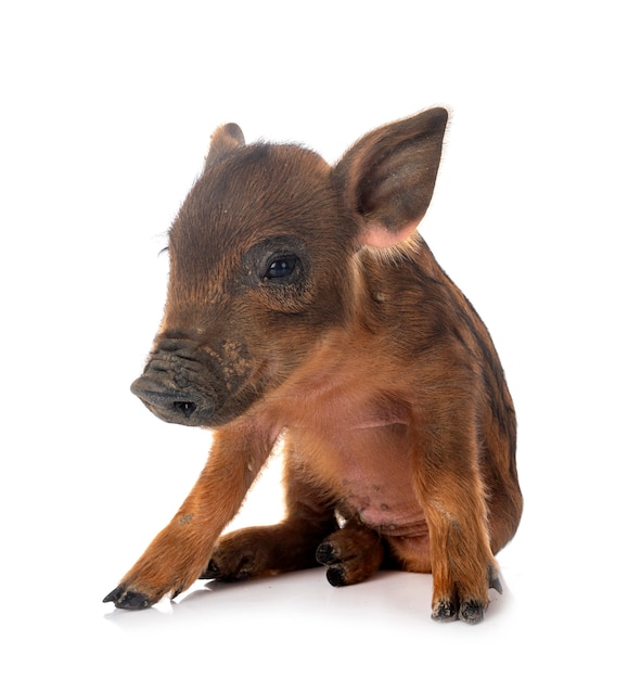 Miniature pig in front of white background