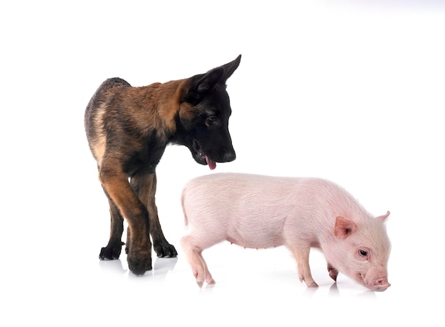 miniature pig and puppy malinois