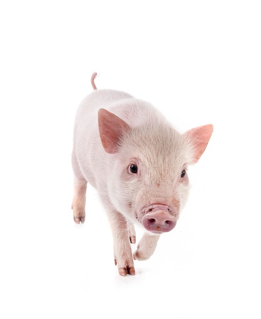 miniature pig in studio