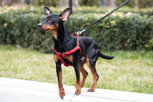 草の上に立っているミニチュア・ピンシャー犬