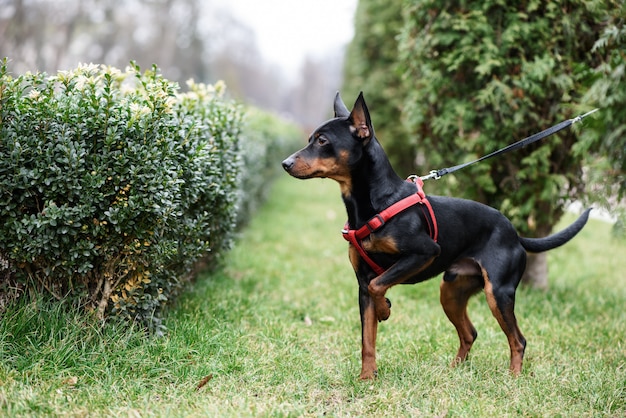 草の上に立っているミニチュア・ピンシャー犬