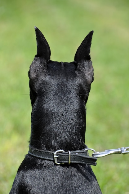 Miniature pinscher dog with cropped ears