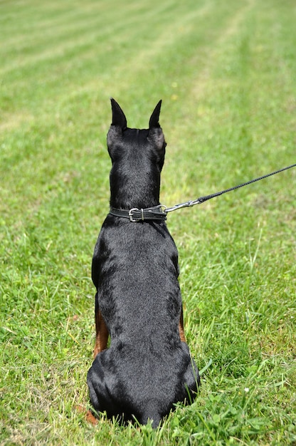 Miniature pinscher dog with cropped ears