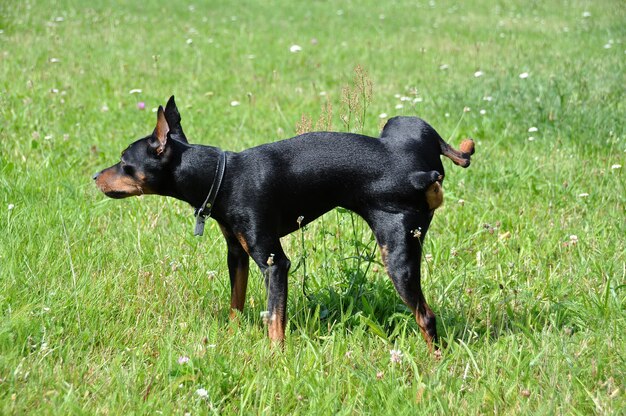 トリミングされた耳を持つミニチュアピンシャー犬